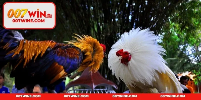 Kinh nghiệm cá cược đá gà - Mẹo hay giúp thắng lớn mỗi ngày